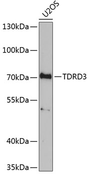 TDRD3 Polyclonal Antibody (E-AB-67718)