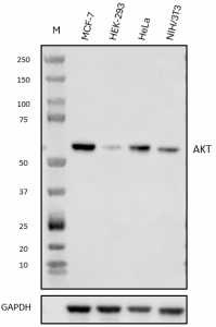 Purified anti-Pan AKT Antibody (646151)