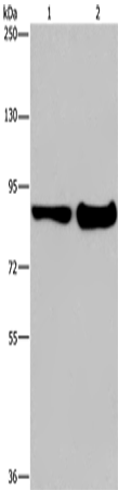 MAPRE3 Polyclonal Antibody (E-AB-14969)
