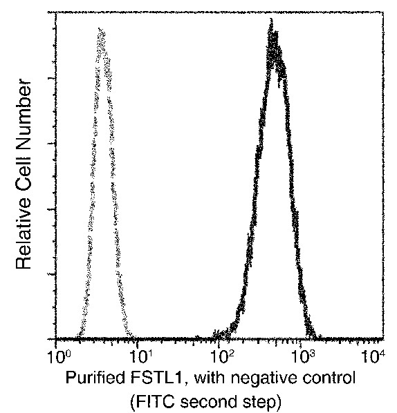 Recombinant FSTL1 Monoclonal Antibody (AN300210P)