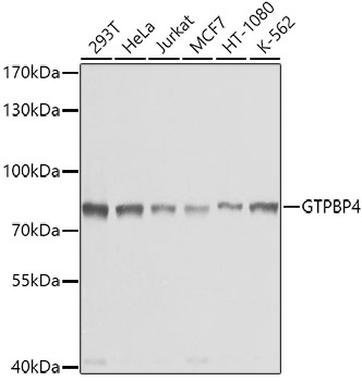 GTPBP4 Polyclonal Antibody (E-AB-62398)
