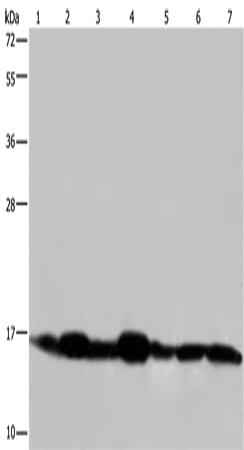 NDUFA13 Polyclonal Antibody (E-AB-15084)