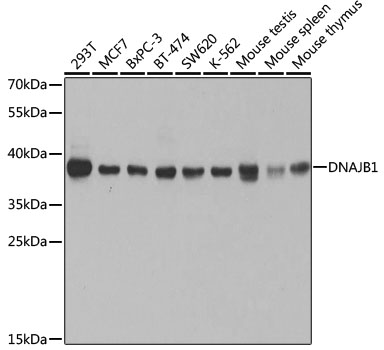 (KO Validated) DNAJB1 Polyclonal Antibody (E-AB-60998)