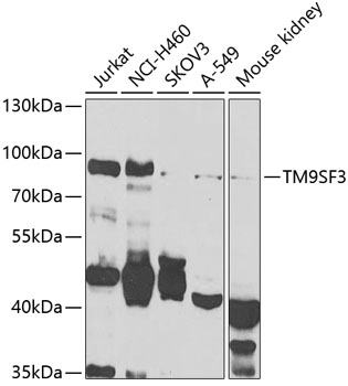 TM9SF3 Polyclonal Antibody (E-AB-92806)