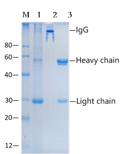 Protein L agarose gel (EA-IP-017)