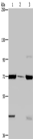 FAAH Polyclonal Antibody (E-AB-15006)