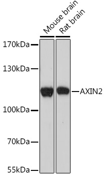 AXIN2 Polyclonal Antibody (E-AB-93196)