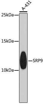 SRP9 Polyclonal Antibody (E-AB-63777)