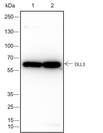 Recombinant DLL3 Monoclonal Antibody (AN301506L)
