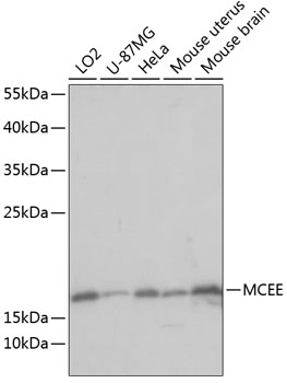 MCEE Polyclonal Antibody (E-AB-65004)