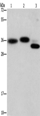 CAPZA2 Polyclonal Antibody (E-AB-11029)