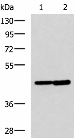 LAMP3 Polyclonal Antibody (E-AB-19282)