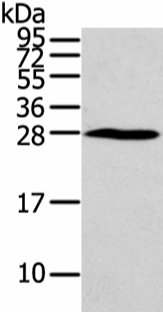 HOXC6 Polyclonal Antibody (E-AB-17333)