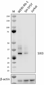 Purified anti-SIX3 Antibody (674151)