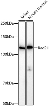 Rad21 Polyclonal Antibody (E-AB-93246)