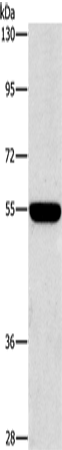 CD328 Polyclonal Antibody (E-AB-13120)