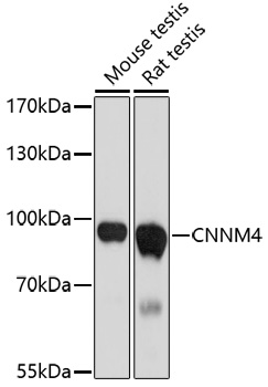 CNNM4 Polyclonal Antibody (E-AB-67058)