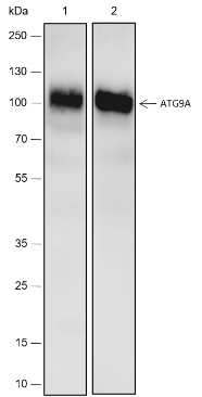 Recombinant ATG9A Monoclonal Antibody (AN301795L)