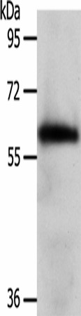 WDR1 Polyclonal Antibody (E-AB-53211)