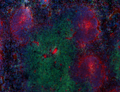 Purified anti-mouse CD200 (OX2) Antibody (123801)