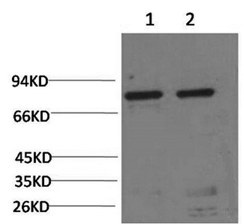 HSPA5 Monoclonal Antibody (E-AB-22120)