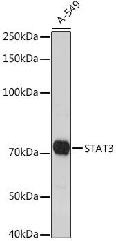STAT3 Polyclonal Antibody (E-AB-93190)