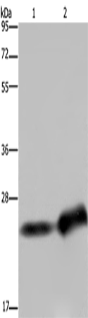 CSH1 Polyclonal Antibody (E-AB-15102)