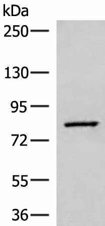 SLC26A3 Polyclonal Antibody (E-AB-18861)