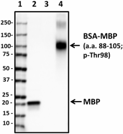 Purified anti-Myelin Basic Protein Phospho (Thr98) Antibody (859201)