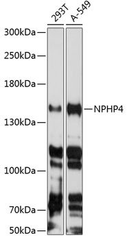 NPHP4 Polyclonal Antibody (E-AB-92921)