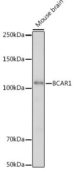 BCAR1 Polyclonal Antibody (E-AB-92010)