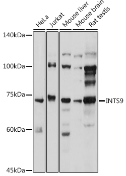 INTS9 Polyclonal Antibody (E-AB-90182)