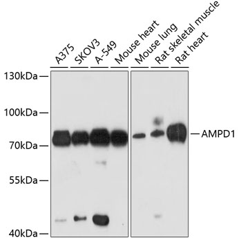 AMPD1 Polyclonal Antibody (E-AB-65445)