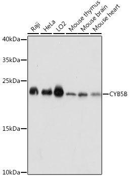 CYB5B Polyclonal Antibody (E-AB-66621)
