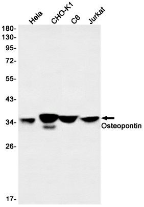 Recombinant Osteopontin Monoclonal Antibody (E-AB-81496)