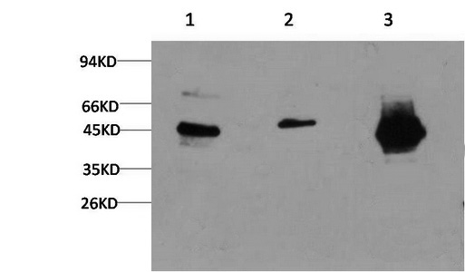 GSK3 beta Monoclonal Antibody (E-AB-22220)