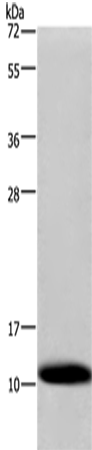 COX6B1 Polyclonal Antibody (E-AB-10074)