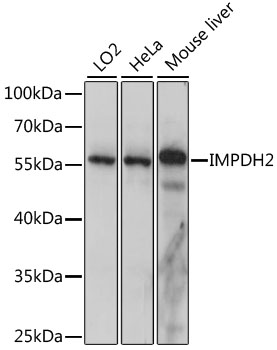 IMPDH2 Polyclonal Antibody (E-AB-66509)