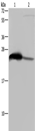 GSTA3 Polyclonal Antibody (E-AB-11286)