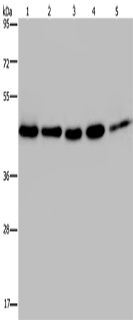 HSP40-4 Polyclonal Antibody (E-AB-15115)