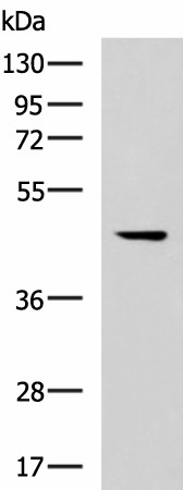 MLNR Polyclonal Antibody (E-AB-19297)