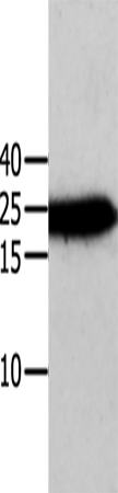 ANXA5 Polyclonal Antibody (E-AB-13808)