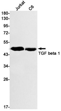 Recombinant TGF beta 1 Monoclonal Antibody (E-AB-81441)