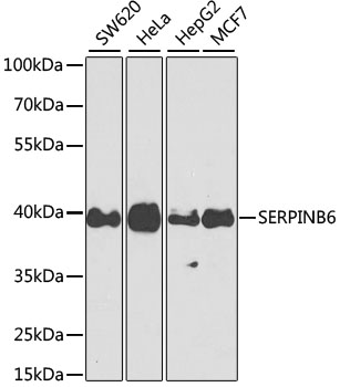 SERPINB6 Polyclonal Antibody (E-AB-62871)