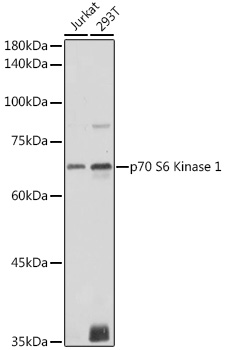 p70 S6 Kinase 1 Polyclonal Antibody (E-AB-93156)