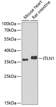 ITLN1 Polyclonal Antibody (E-AB-68401)