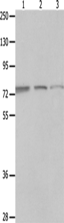MAGED1 Polyclonal Antibody (E-AB-10444)