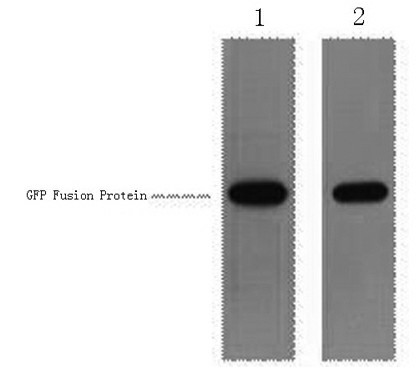 GFP-Tag Polyclonal Antibody (E-AB-20050)