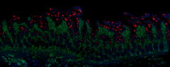 Alexa Fluor® 647 anti-human CD174 Antibody (392605)