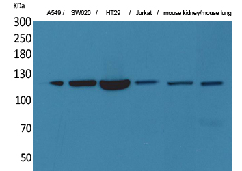 CD133 Polyclonal Antibody (E-AB-33462)